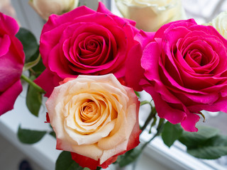 fuchsia pink and white roses close up, large rose buds. Floral background.