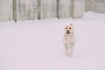 Funny Labrador Dog Playing Running Outdoor In Snow, Winter Season. Playful Pet Outdoors
