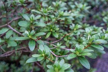 Macro backdrop of deep green evergreen shrub Indian Hawthorn 