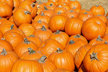 Small orange pumpkins for sale