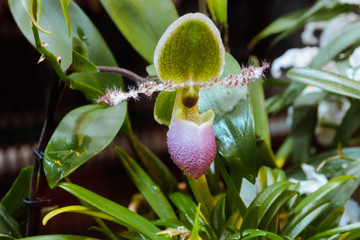 Orchid flower in garden at winter or spring day. Phalaenopsis orchid