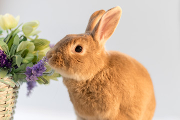 Rufus Bunny Rabbit in Easter Spring setting with soft simple background