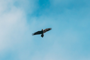 Belarus, Europe. Wild Bird Common Raven - Corvus Corax In Flight