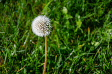Dandelion grows in a field in the midst of green grass. Autumn landscape. Closeup of a flower.
