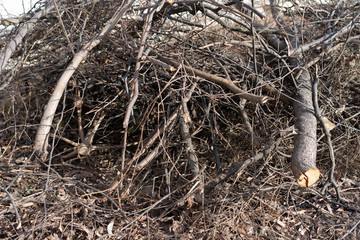 Felled tree branches on the ground