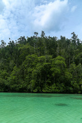 Green river through the dense jungle in the frorest of Raja Ampat, West Papua province, Indonesia