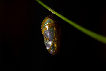 Reflective silver chrome cocoon chrysalis of common crow butterfly hanging from vine