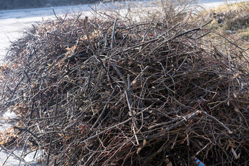 Felled tree branches in a heap