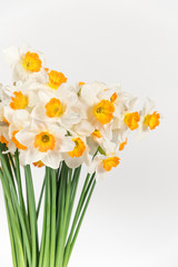 Obraz premium bunch of daffodils