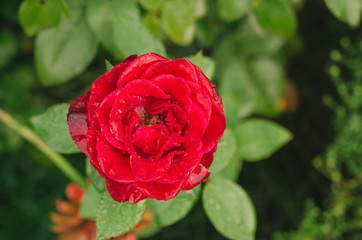 .Fresh flowers in the flowerbed.