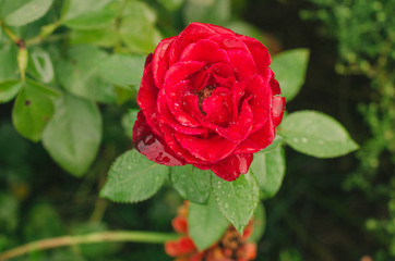 .Fresh flowers in the flowerbed.