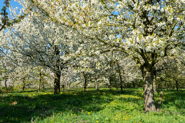 Spring blossom of cherry fruit tree in orchard