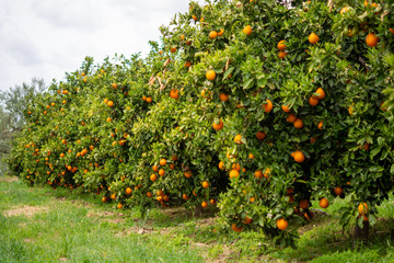 Harvest time on orange trees orchard in Greece, ripe yellow navel oranges citrus fruits hanging op tree