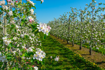 Orchards with pink spring blossom of apple fruit tree