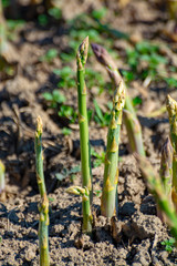 Green asparagus sprouts growing on farm field in Limburg, Belgium