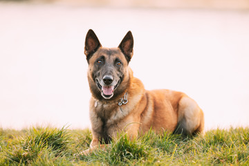 Malinois Dog Sit Outdoors In Grass. Belgian Sheepdog Are Active, Intelligent, Friendly, Protective, Alert And Hard-working. Shepherd, Belgium, Chien De Berger Belge Dog