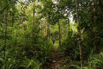 Local guide walk on the footpath through the dense jungle inthe frorest of Raja Ampat, West Papua province, Indonesia