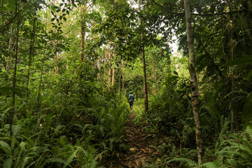 Local guide walk on the footpath through the dense jungle inthe frorest of Raja Ampat, West Papua...