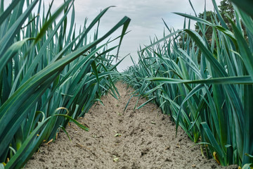 Bio farming in Europe, field with growing green leek onion