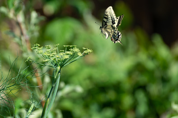 Colorful butterfly sitting on green fennel plant