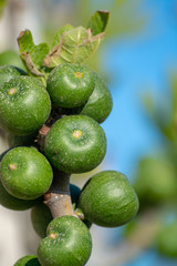 Green unripe fig fruits growing on tree