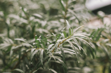.green fetochki with sea buckthorn leaves. close-up