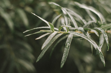 .green fetochki with sea buckthorn leaves. close-up
