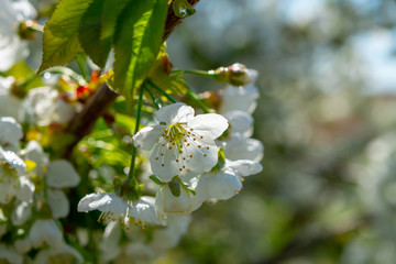 Spring blossom of cherry fruit tree in orchard