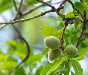 Green almond nuts hanging on tree