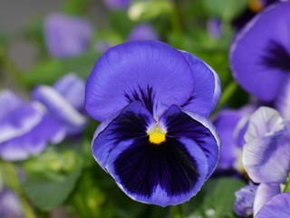 Bloomed in blue-purple of a pansy against a green background, photographed from the front. Cultivated form of garden pansy ,Viola × wittrockiana