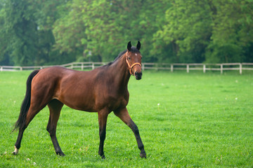 Fototapeta piękne konie na łące, pastwisko i ogrodzenie obraz
