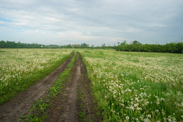 Fototapeta na wymiar polna droga i łąka pełna dmuchawców wiosenny poranek