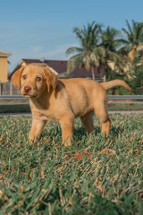 Golden Labrador Retriever Puppy