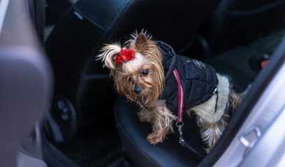 Yorkshire Terrier in the backseat of a car