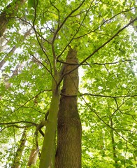 Symbiose - zwei Bäume eng umschlungen im Wald