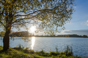 Fototapeta premium birch on the сoast lake. Reflection of light in the water from the rays of the setting sun. Great place for outdoor recreation with a tent. Backlight.