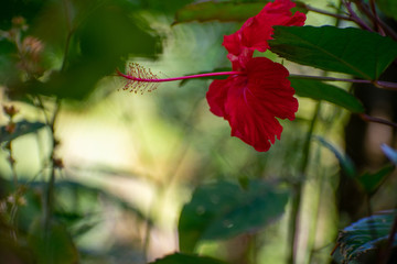 Red Flower in Full Boom in the Woods