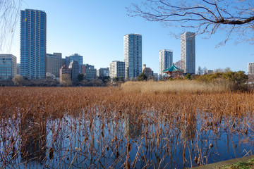 Obraz premium 上野公園 不忍池