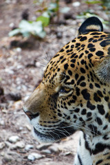 Head of a jaguar