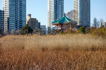 上野公園　不忍池