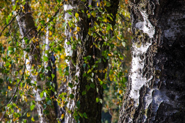 Autumn landscape. Birch grove on the coast lake. Bright colors at sunset. Great place to walk or picnic. Birch bark close up