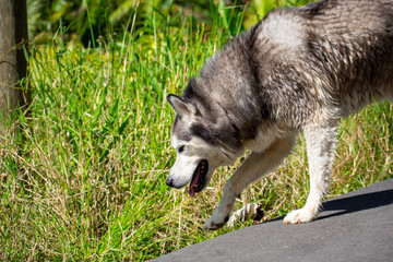 Husky walking along a trail on a hike