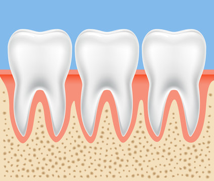 Tooth vector dental anatomy. Human tooth bone healthy illustration isolated
