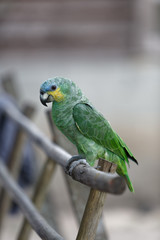 Amazone Aourou  perché sur son banc en Guyane française © galaad973