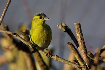 Eurasian siskin in a cose up,Sweden