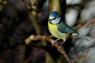 Fototapeta premium Blue tit in a close up,Sweden