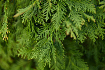 Closeup of Beautiful green leaves of Thuja trees on green background. Thuja twig, Thuja occidentalis is an evergreen coniferous tree. Platycladus orientalis, also known as Chinese thuja