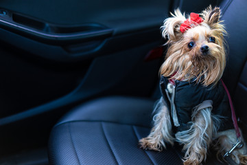 Yorkshire Terrier dog in clothes sits in a car