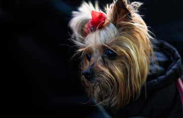 Yorkshire Terrier dog in clothes sits in a car