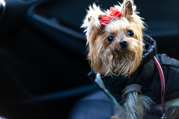 Yorkshire Terrier dog in clothes sits in a car